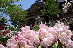The Rhododendron of Nariaiji Temple