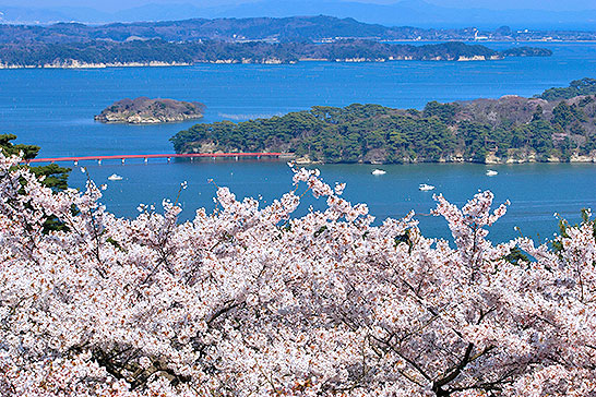 西行戻しの松公園の桜