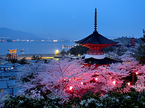 Two-storied pagoda and cherry blossoms at night