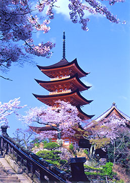 오층탑과 벚나무